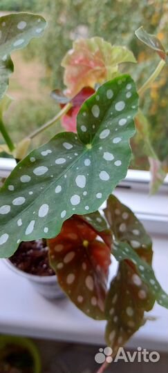 Бегония Макулата