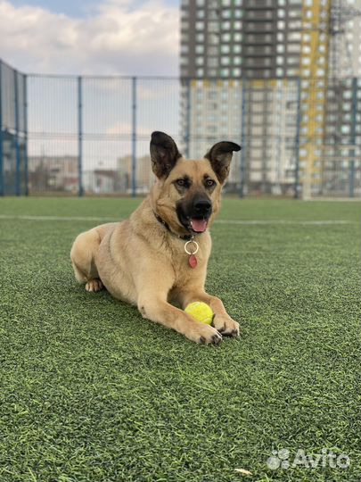 Собака в добрые руки