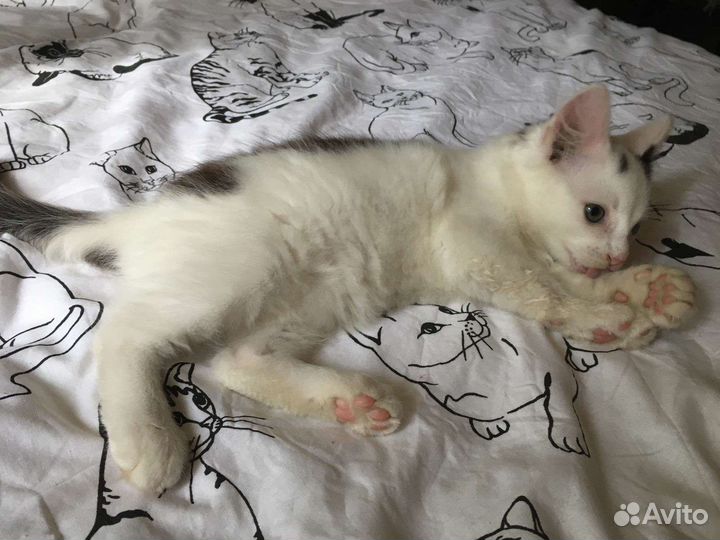 Отдам котенка в добрые руки