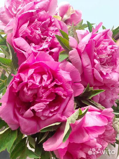 Пион букеты, срез