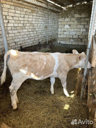 Телка сементал