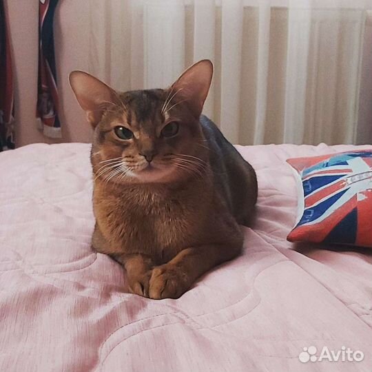 Абиссинский кот