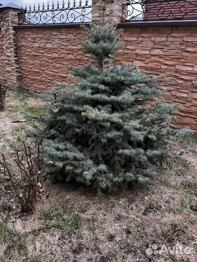Ель голубая