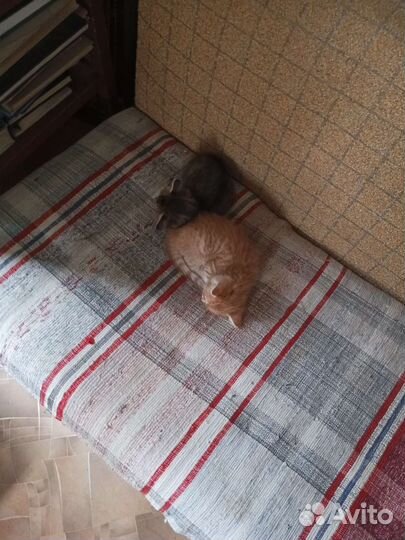 Котята в добрые руки бесплатно