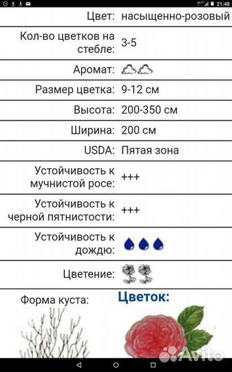 Роза плетистая Розариум Ютерзен