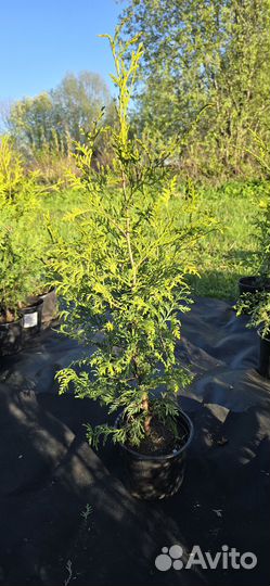 Туя Брабант