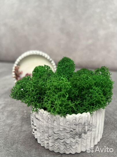 Кашпо с стабилизированным мхом +свеча-шкатулка
