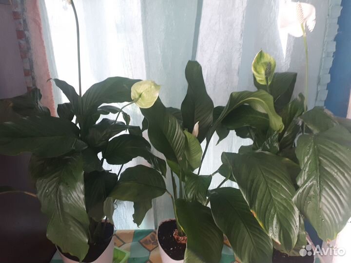 Спатифиллум и фиалки