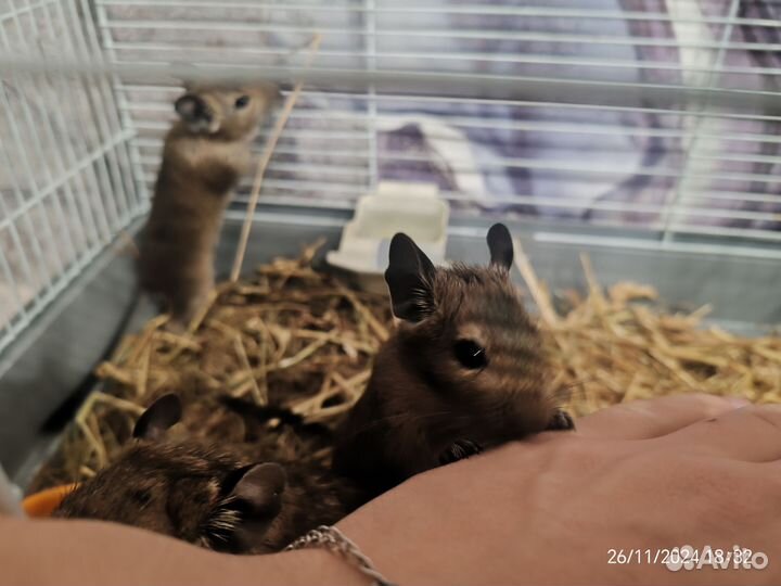 Бельчата дегу