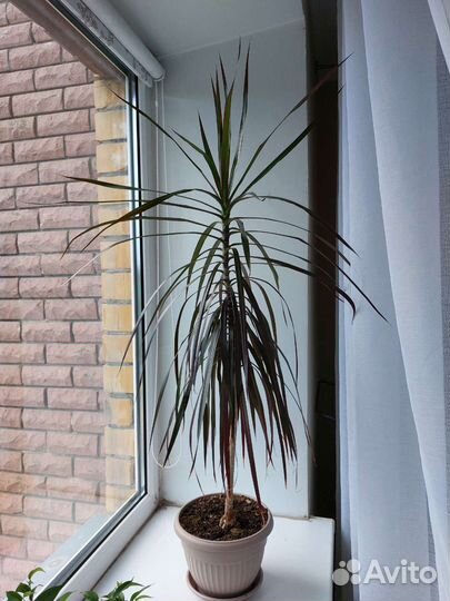 Драцена маргината высокая