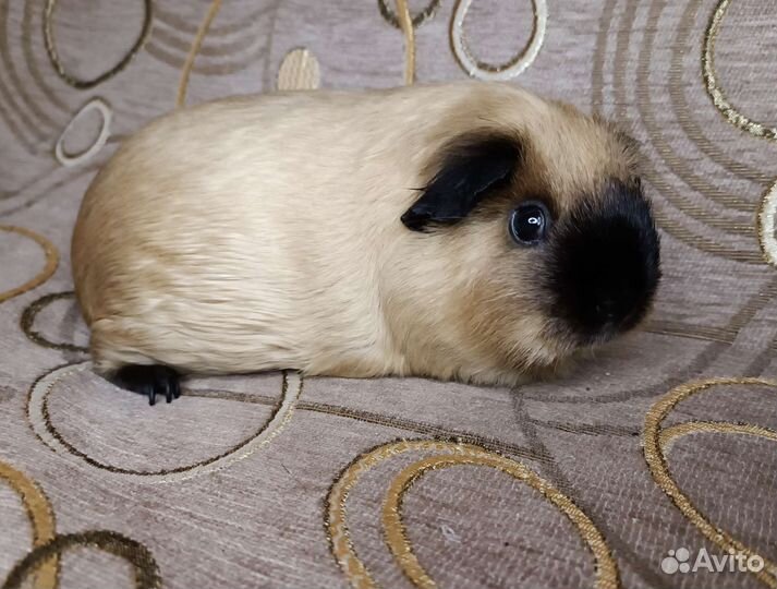 Морские свинки