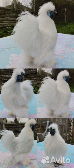 Китайские шелковые куры стандарт USA/EU