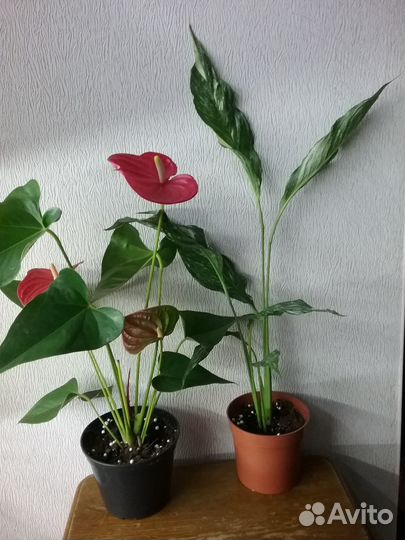 Набор комнатных цветов