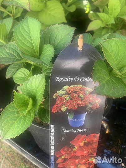 Гортензия крупнолистная Burning Hot