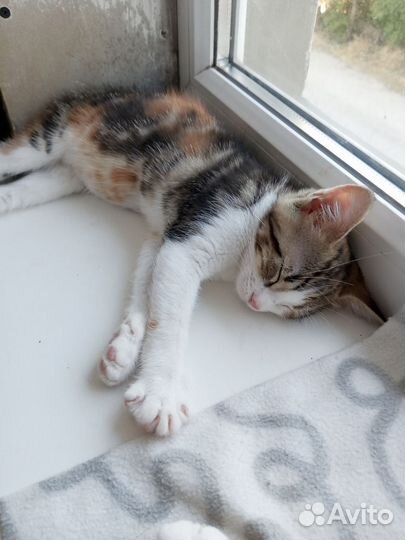 Европейская