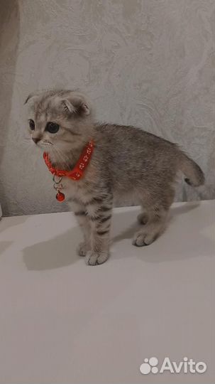 Шотландский вислоухий котёнок