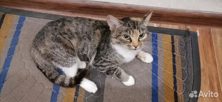 Деревенская кошечка