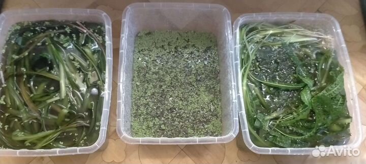 Аквариумные растения