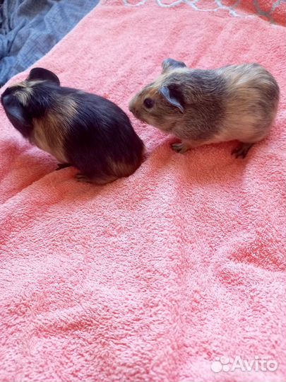 Морские свинки