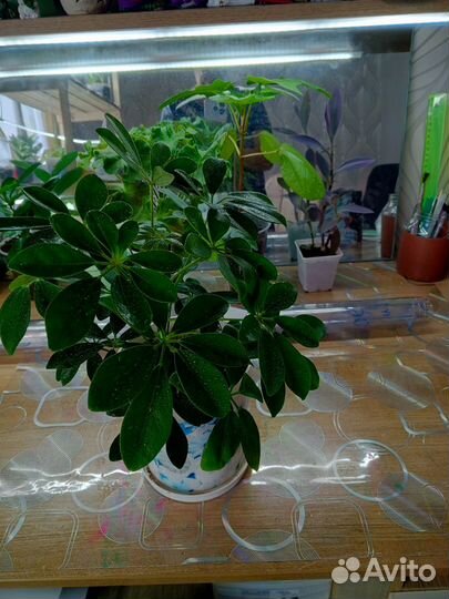 Молочай, фикус, драцена, шефлера