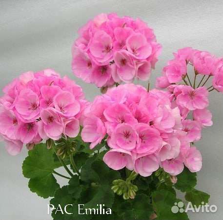 Пеларгония сортовая