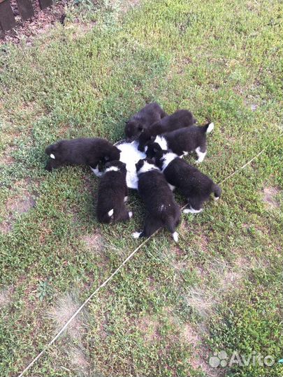 Щенки русско европейской лайки