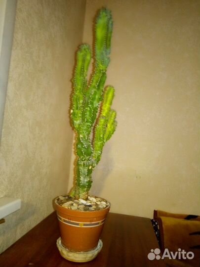 Церус перуанус. Кактус