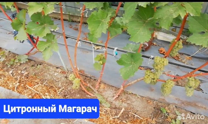 Виноград.Технические(винные) Сорта