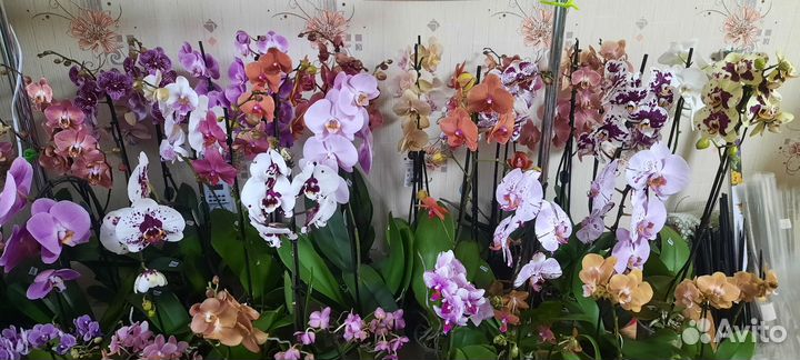 Орхидеи и лиственные в Калуге