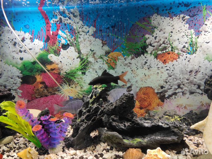 Аквариум с комплектацией и рыбками 250 л