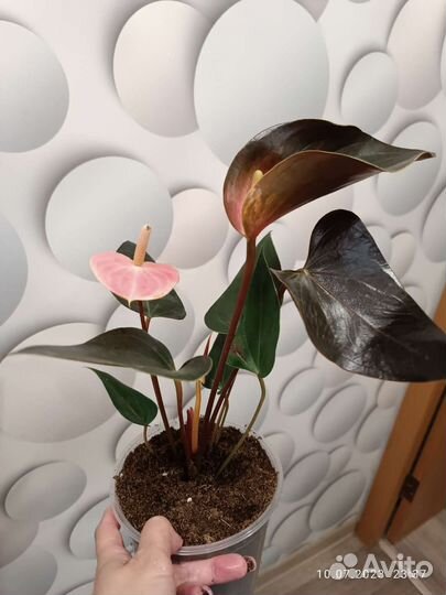 Антуриум экзота и Рендбоу