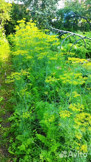 Зонтики укропа, перо лук