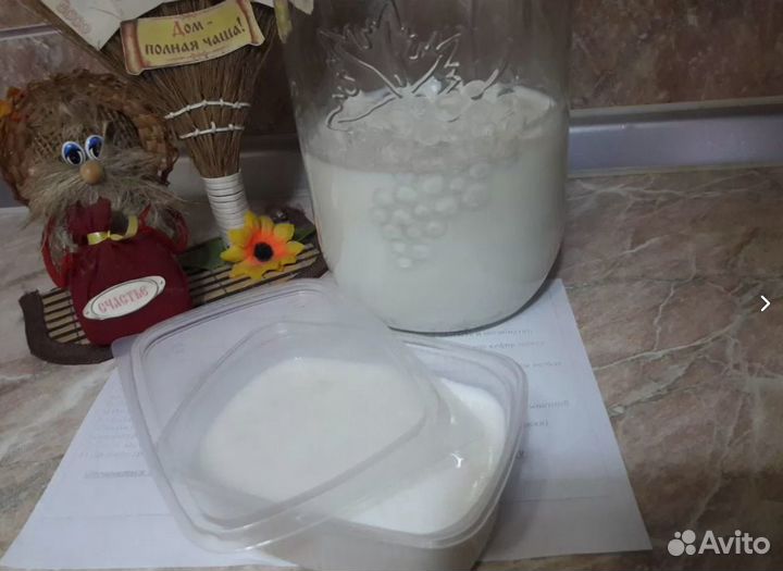 Чайный гриб Молочный гриб