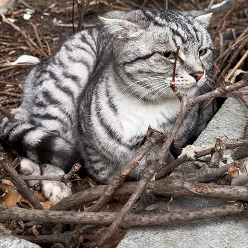 Кошки в добрые руки