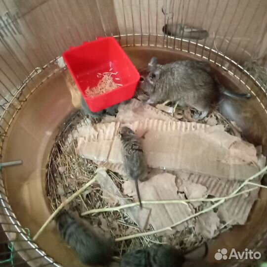 Чилийские белки дегу