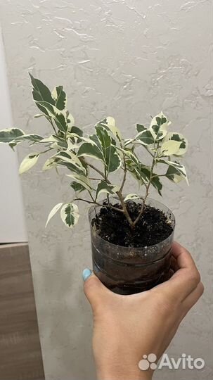 Фикус бенджамина