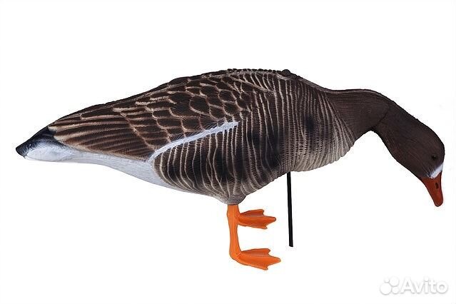 Чучела профиля гусей (белолобый, Казара