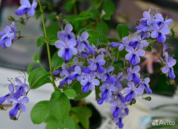 Клеродендрум угандийский