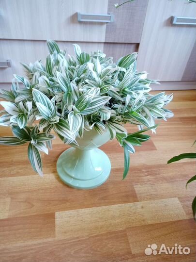 Традисканция Аlbiflora(детки)