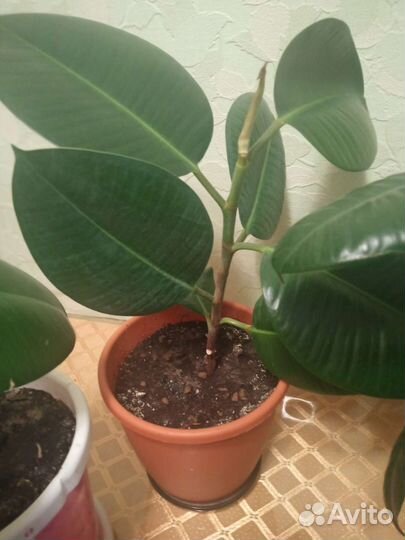 Фикус каучуконосный Абиджан