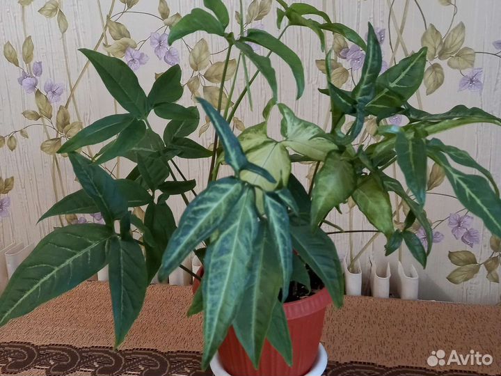 Сингониумы разные