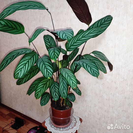 Педилантус и Ктенанта цветы