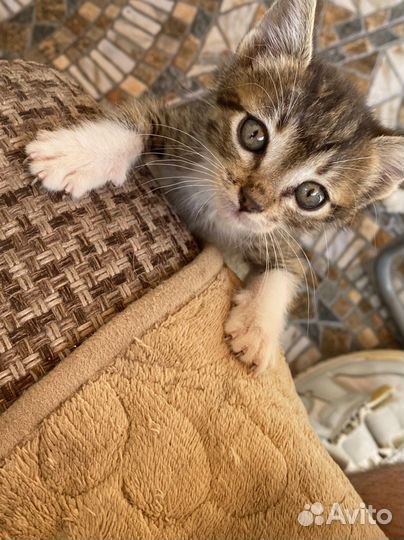 Котята в добрые руки бесплатно