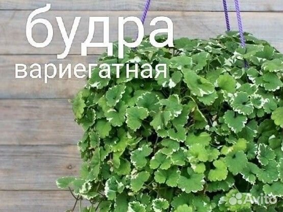 Дихондра серебристая, изумрудная
