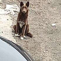 Отдам в добрые руки маленькую собачку щенок