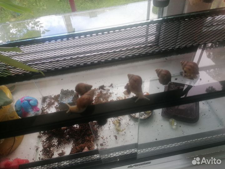 Улитки ахатины