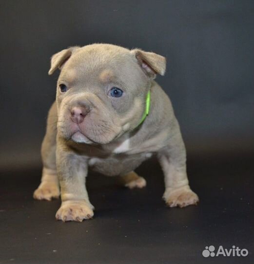 Американский булли