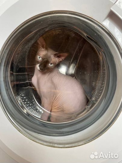 Канадский сфинкс