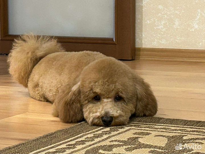 Стрижка собак и кошек груминг