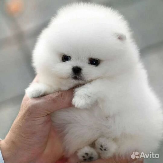 Щенки шпица